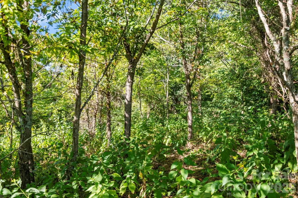 1231 Baileys Branch Road #3 Marshall, NC 28753