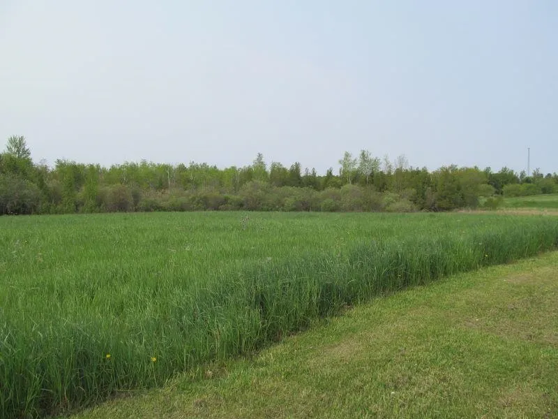 Hemlock Street Riverside Township, MI 49657