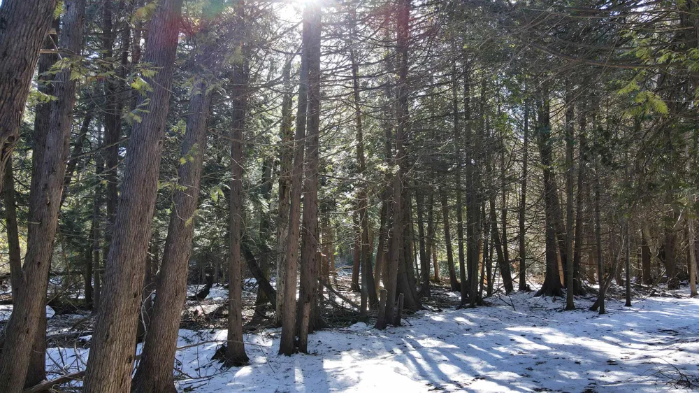 Cathead Bay Drive Leelanau Township, MI 49670