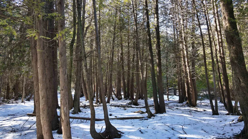 Cathead Bay Drive Leelanau Township, MI 49670