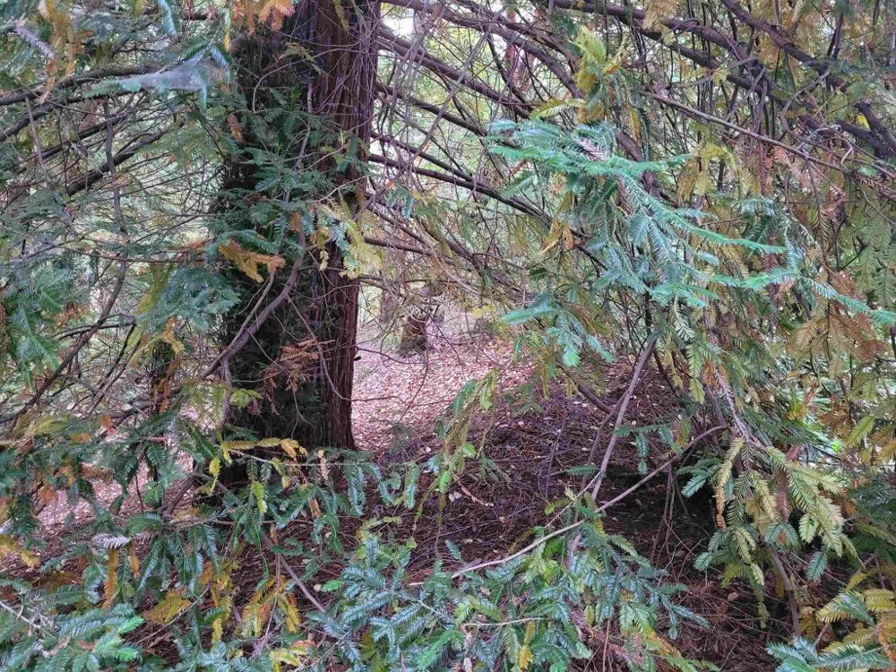 16885 Laurel Road Los Gatos, CA 95033