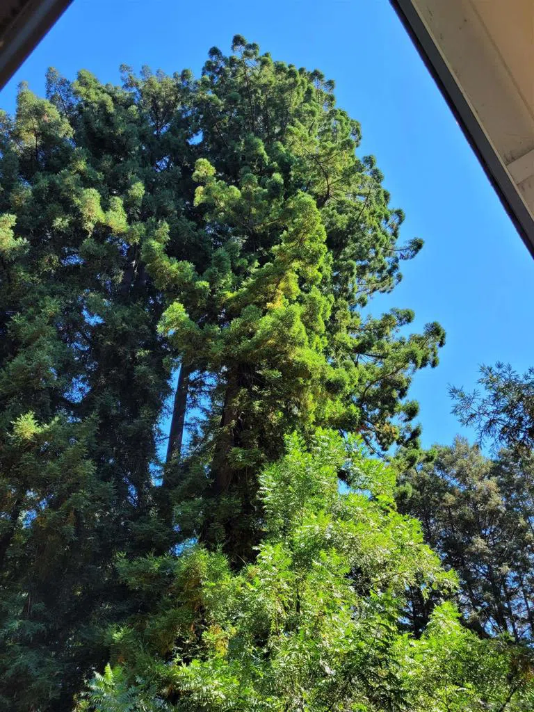 16885 Laurel Road Los Gatos, CA 95033