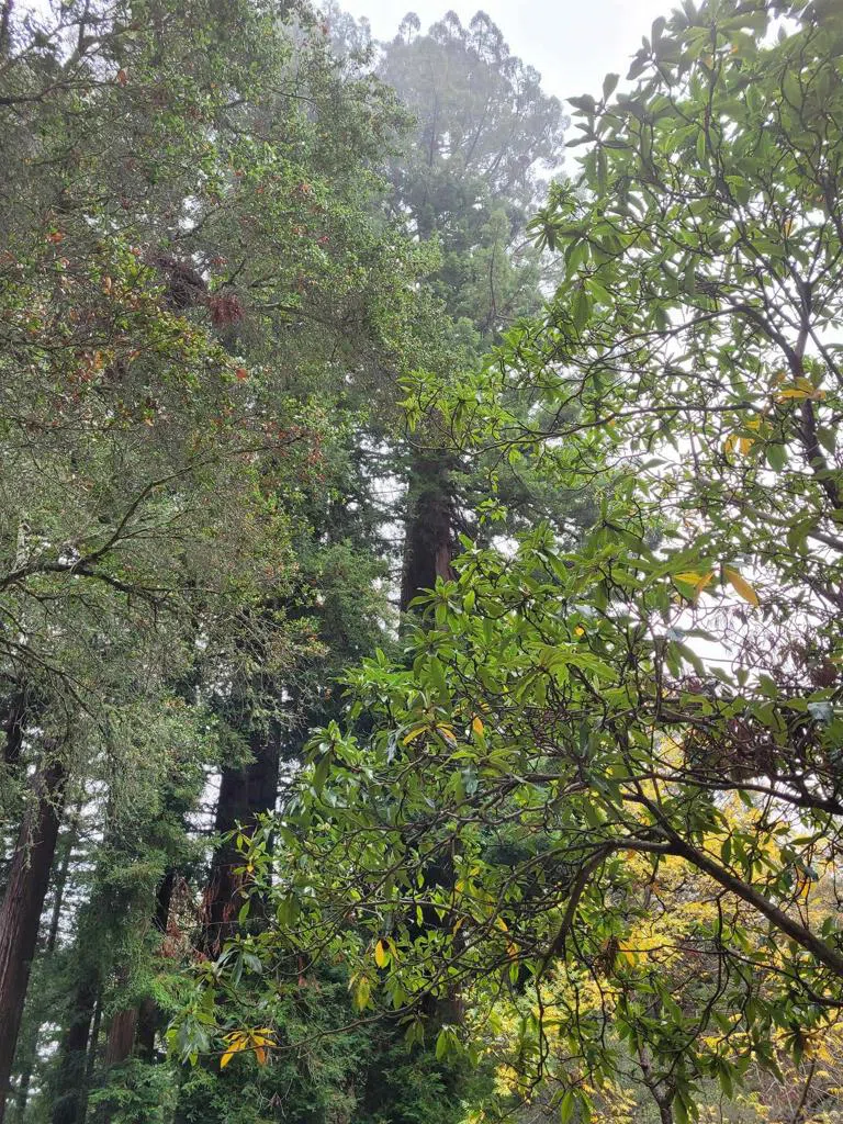 16885 Laurel Road Los Gatos, CA 95033