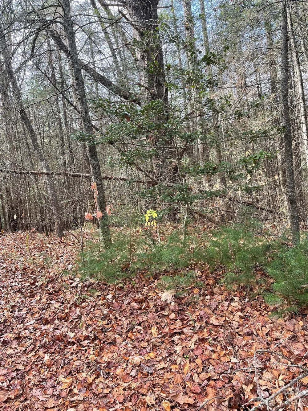 50 Mountain Escape Drive Zirconia, NC 28790