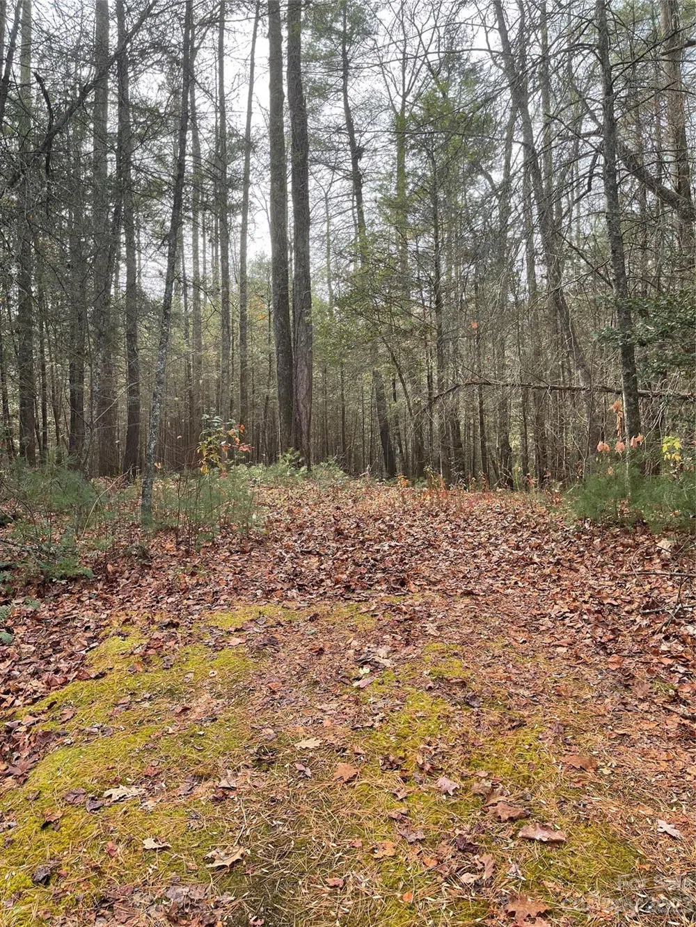 50 Mountain Escape Drive Zirconia, NC 28790