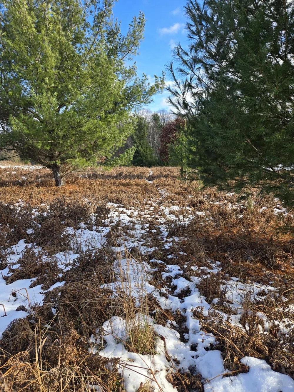 895 Lake Miramichi Drive Evart, MI 49631
