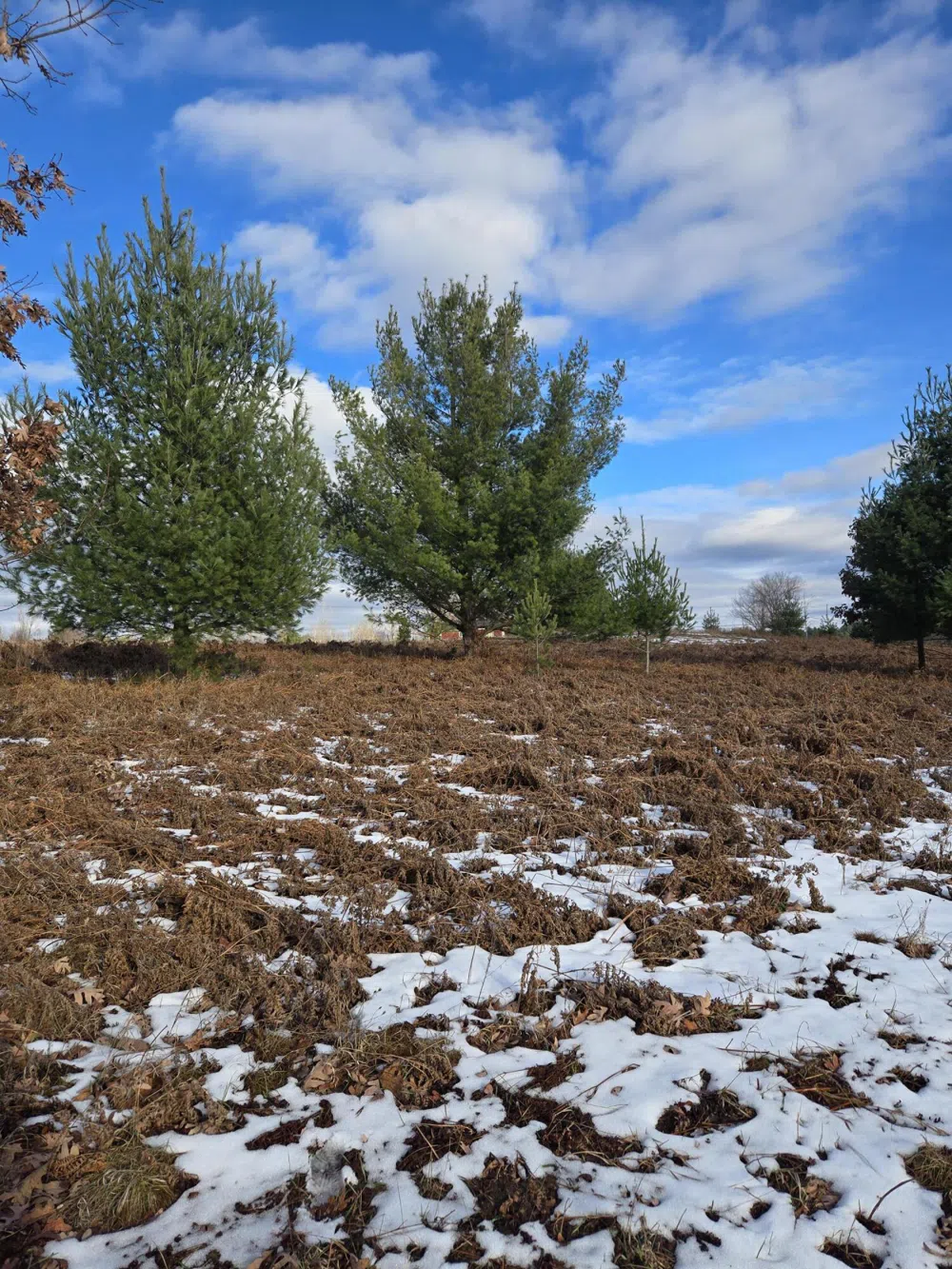 895 Lake Miramichi Drive Evart, MI 49631