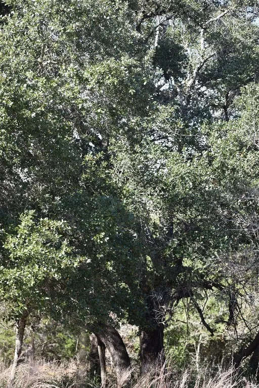 272 Deadwood Road Cedar Creek, TX 78621