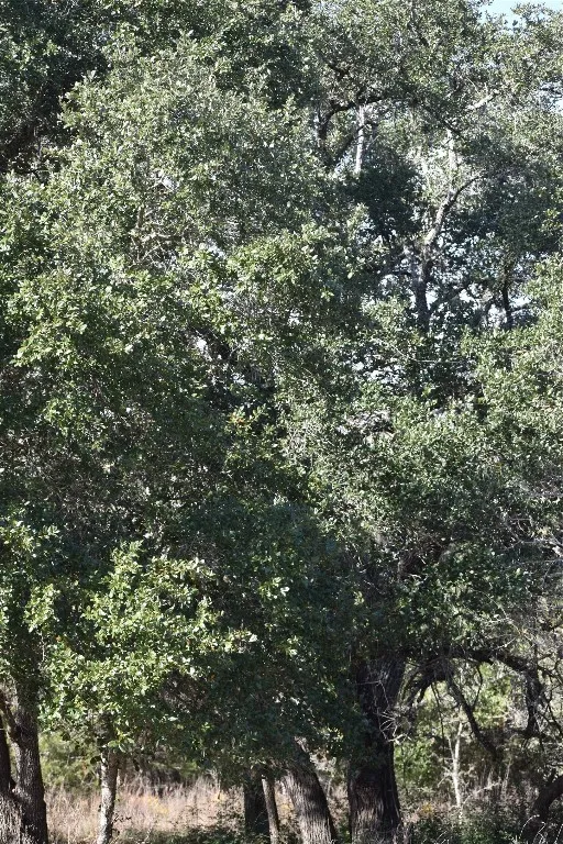 272 Deadwood Road Cedar Creek, TX 78621