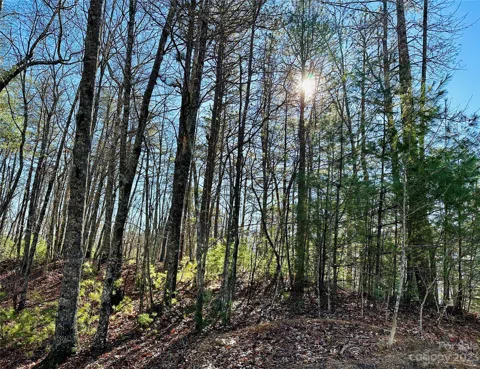 71 Turkey Trot Trail #16