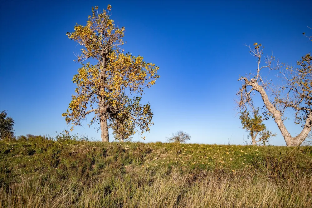 14914 Svenska Road Coupland, TX 78615