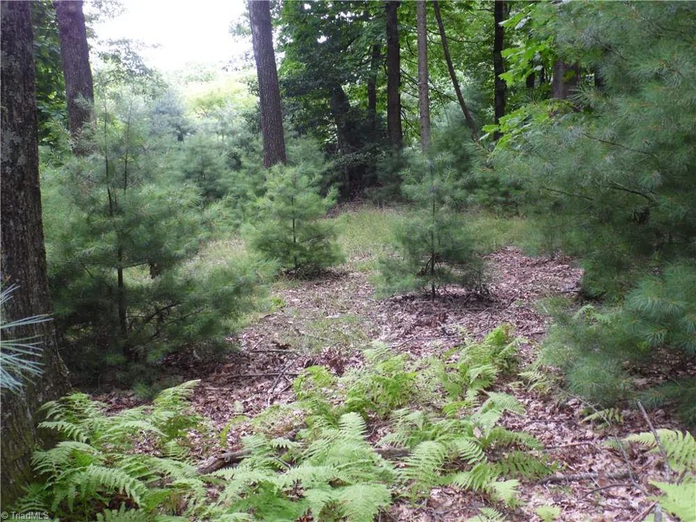 TBD Longview Circle Roaring Gap, NC 28627
