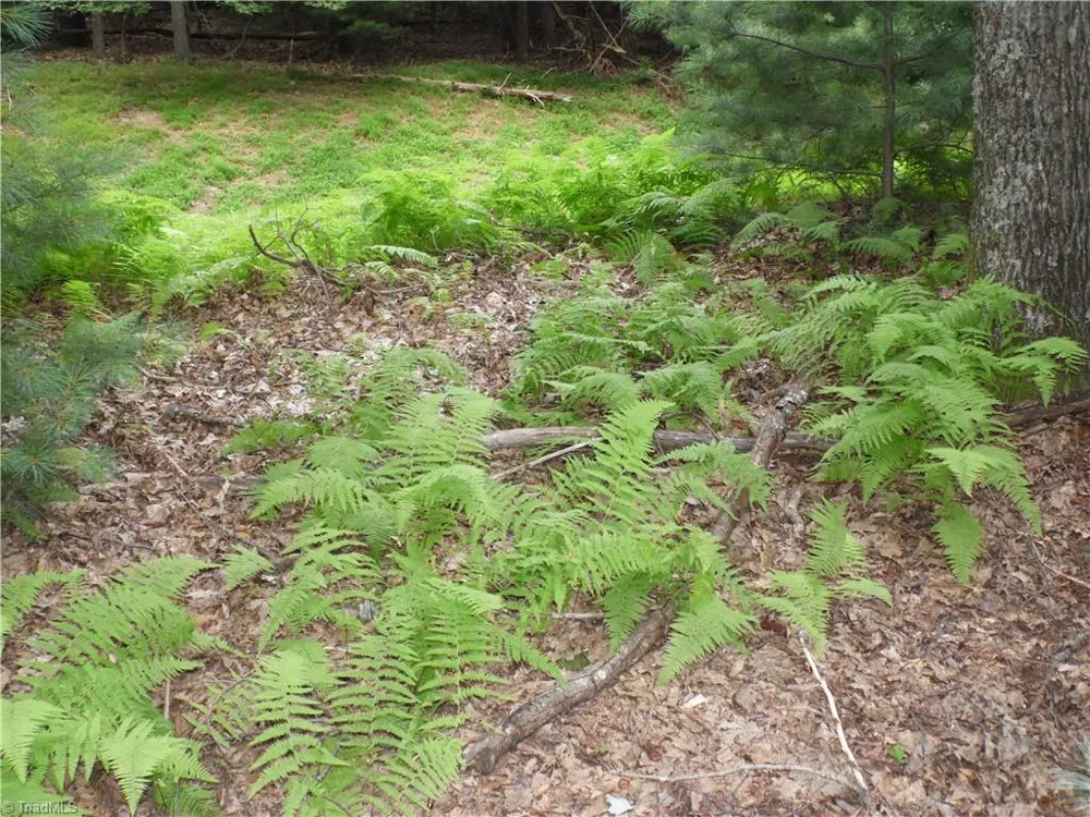 TBD Longview Circle Roaring Gap, NC 28627