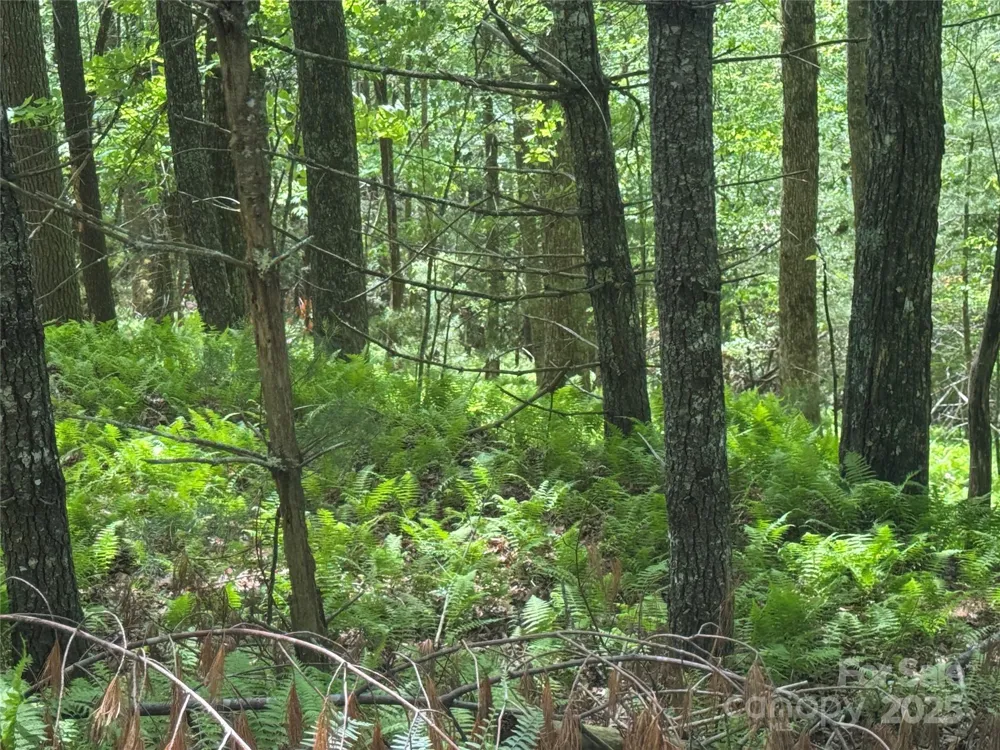 9999 Sassafras Road #4 Cedar Mountain, NC 28718