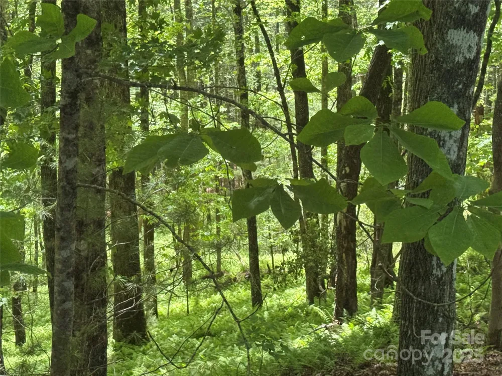 9999 Sassafras Road #4 Cedar Mountain, NC 28718