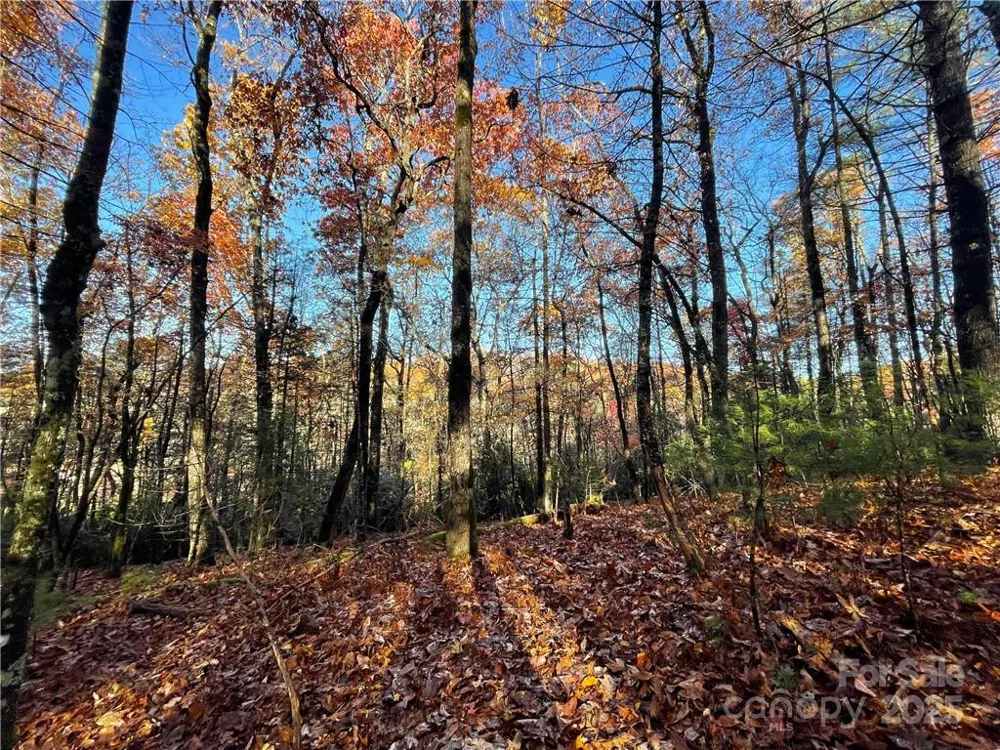 9999 Sassafras Road #4 Cedar Mountain, NC 28718