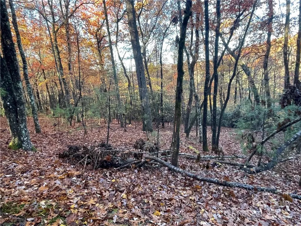9999 Sassafras Road #4 Cedar Mountain, NC 28718