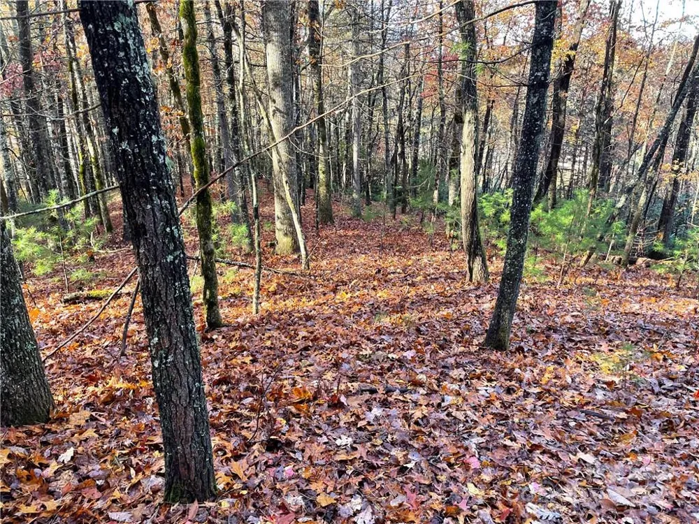 9999 Sassafras Road #4 Cedar Mountain, NC 28718