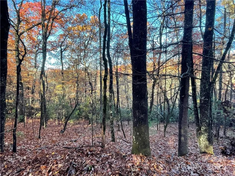 9999 Sassafras Road #4 Cedar Mountain, NC 28718