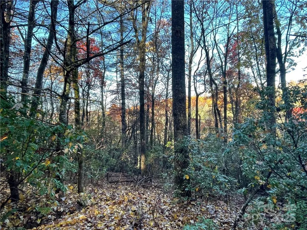 9999 Sassafras Road #4 Cedar Mountain, NC 28718