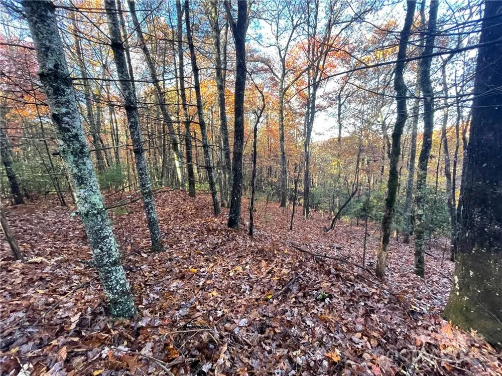 9999 Sassafras Road #4 Cedar Mountain, NC 28718