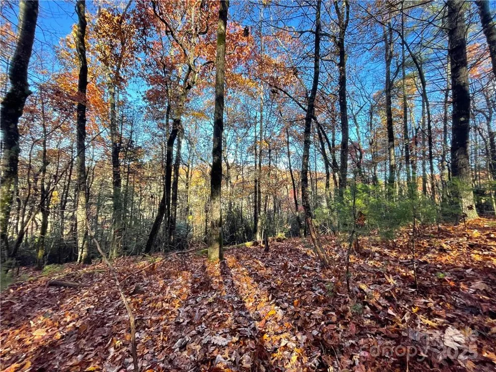 9999 Sassafras Road #4 Cedar Mountain, NC 28718