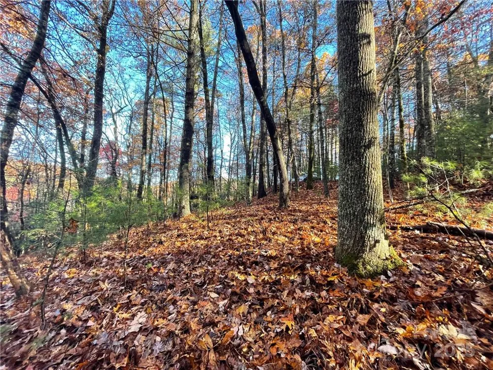 9999 Sassafras Road #4 Cedar Mountain, NC 28718