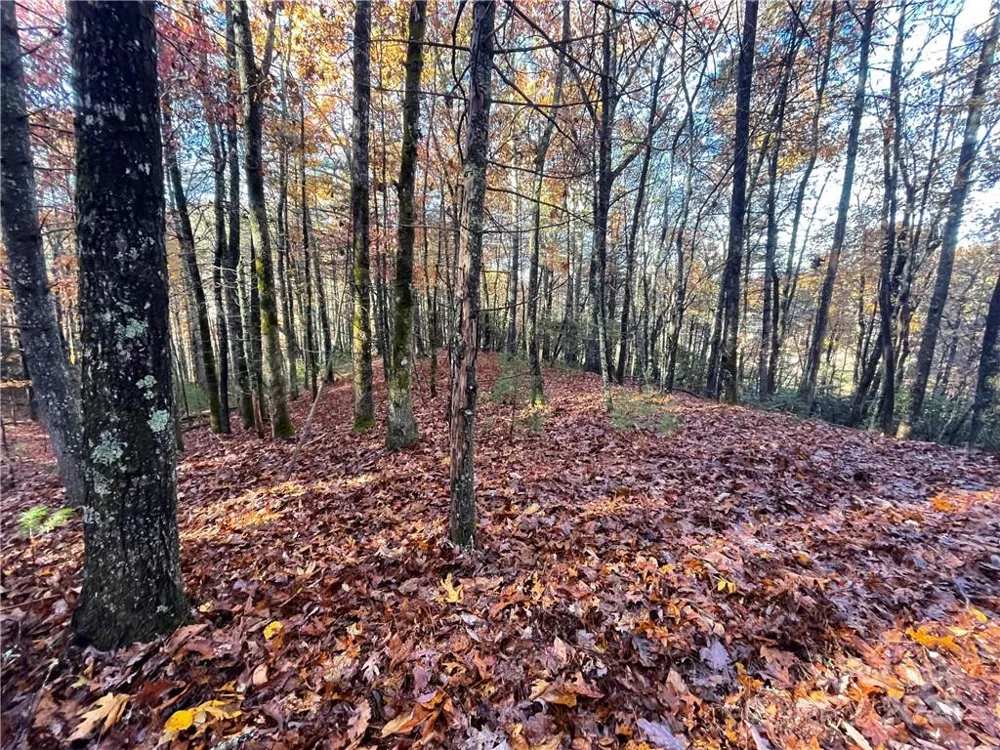 9999 Sassafras Road #4 Cedar Mountain, NC 28718