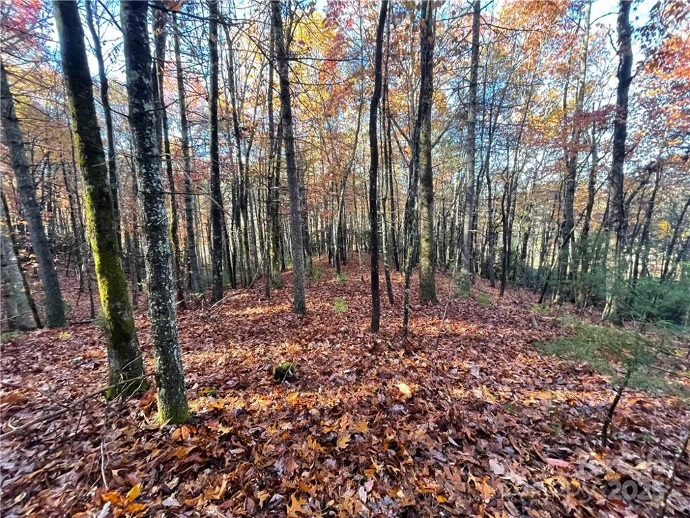 9999 Sassafras Road #4 Cedar Mountain, NC 28718