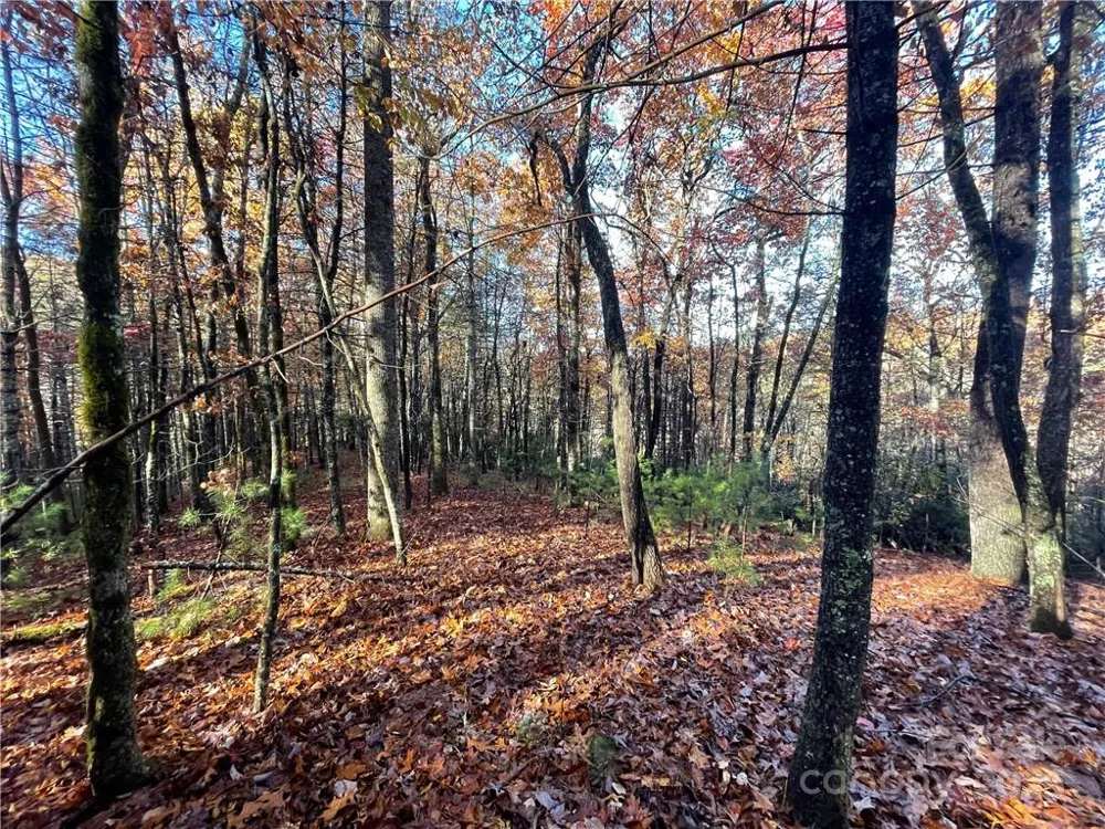 9999 Sassafras Road #4 Cedar Mountain, NC 28718