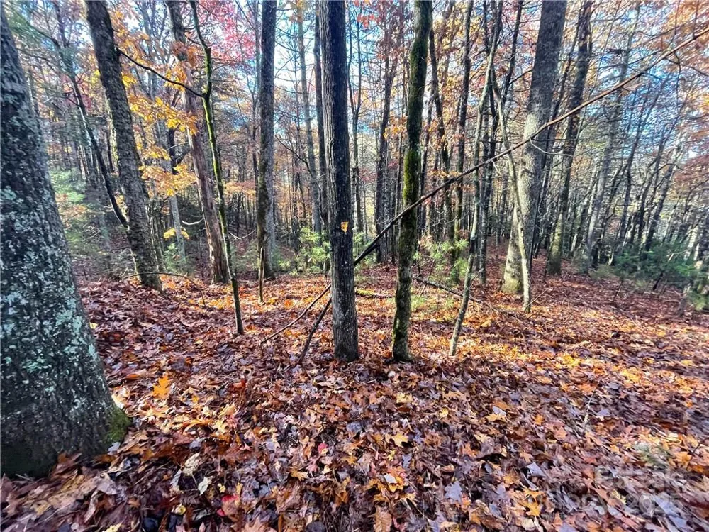 9999 Sassafras Road #4 Cedar Mountain, NC 28718