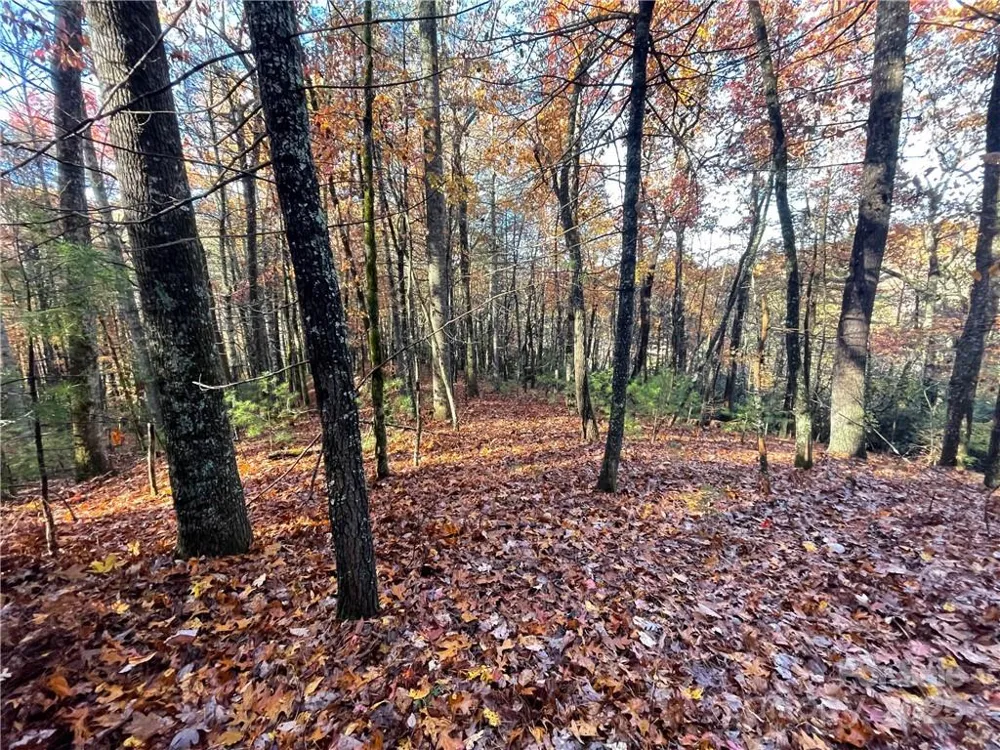 9999 Sassafras Road #4 Cedar Mountain, NC 28718