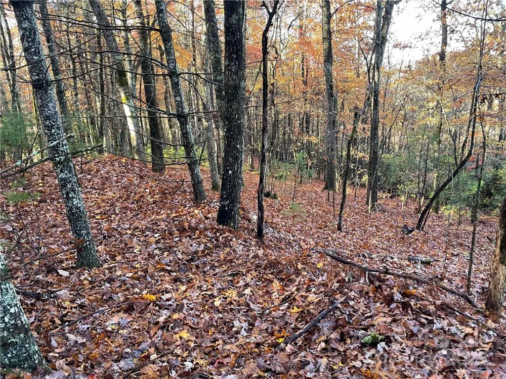 9999 Sassafras Road #4 Cedar Mountain, NC 28718