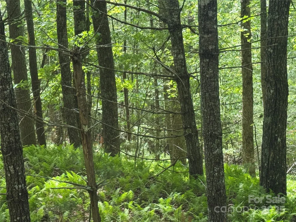 9999 Sassafras Road #4 Cedar Mountain, NC 28718