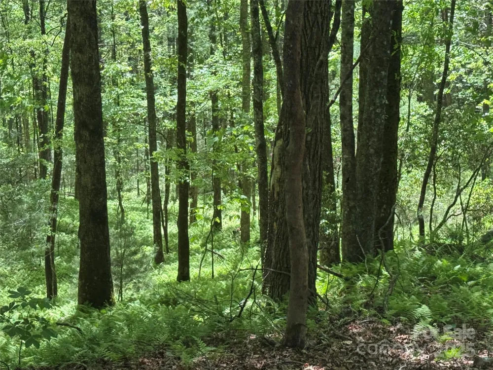 9999 Sassafras Road #4 Cedar Mountain, NC 28718