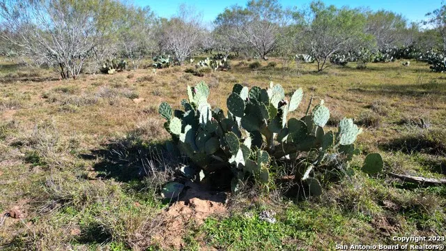 1913 County Road 3000 Pearsall, TX 78061