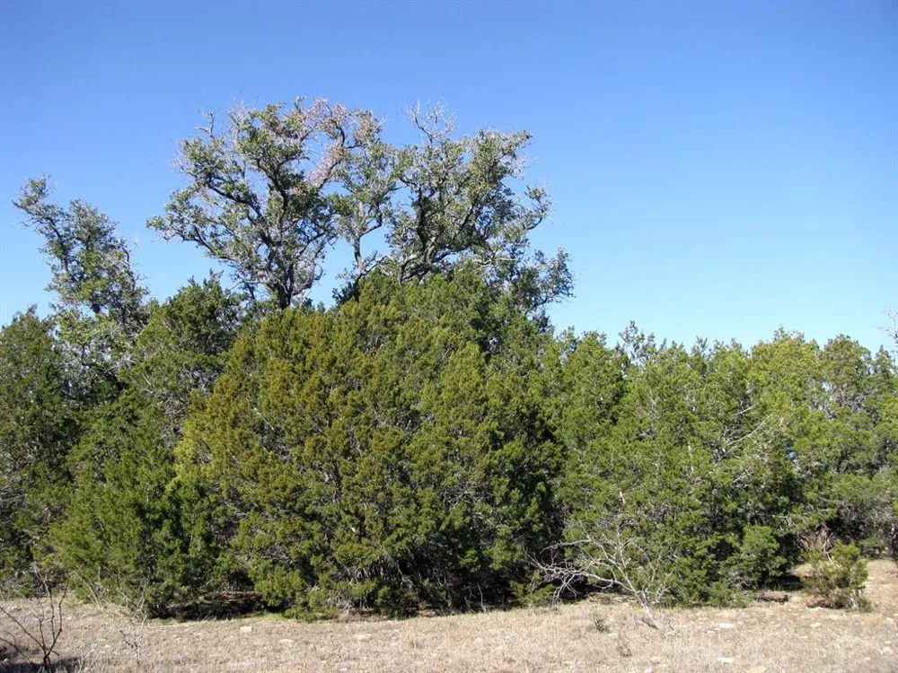 County Road 421 Evant, TX 76525