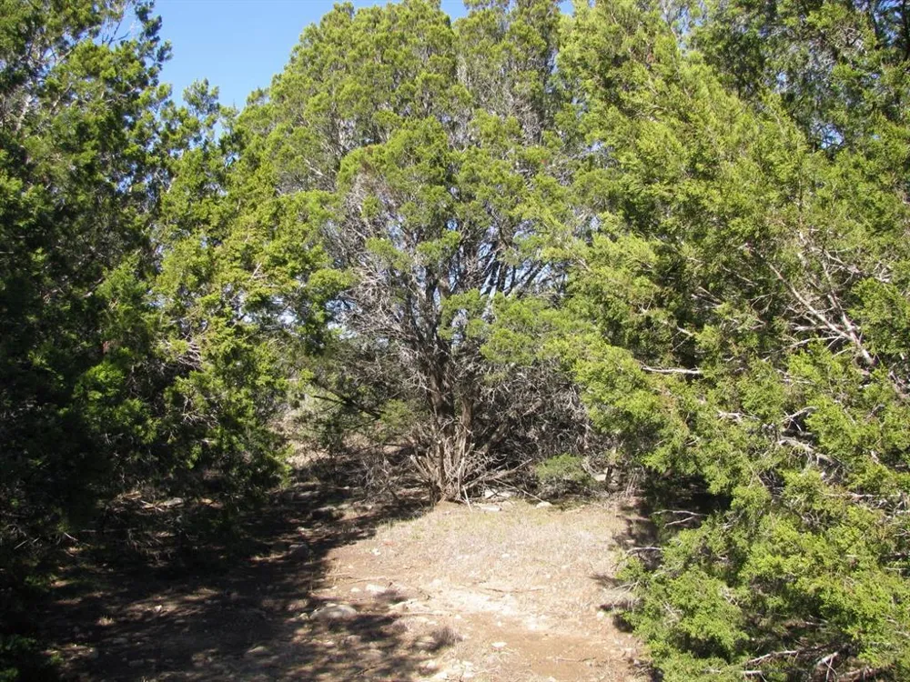 County Road 421 Evant, TX 76525