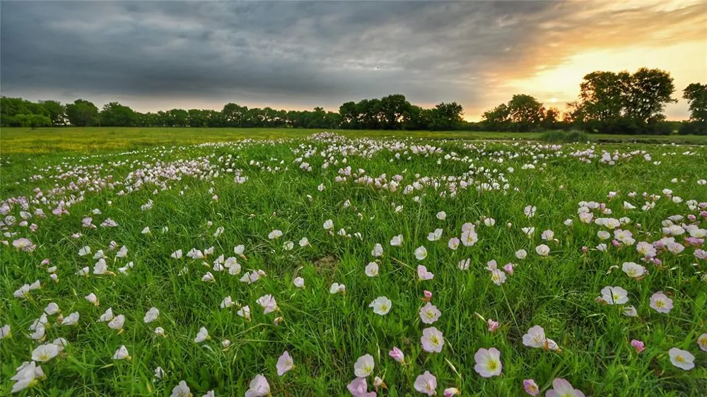 FM 1752 ROAD Whitewright, TX 75491