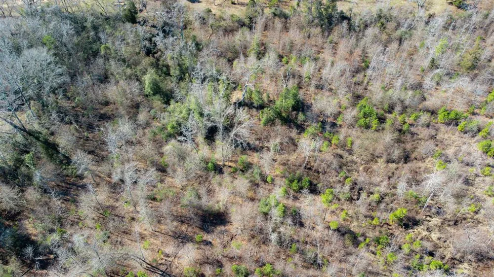 5 CR 3308 Jacksonville, TX 75766