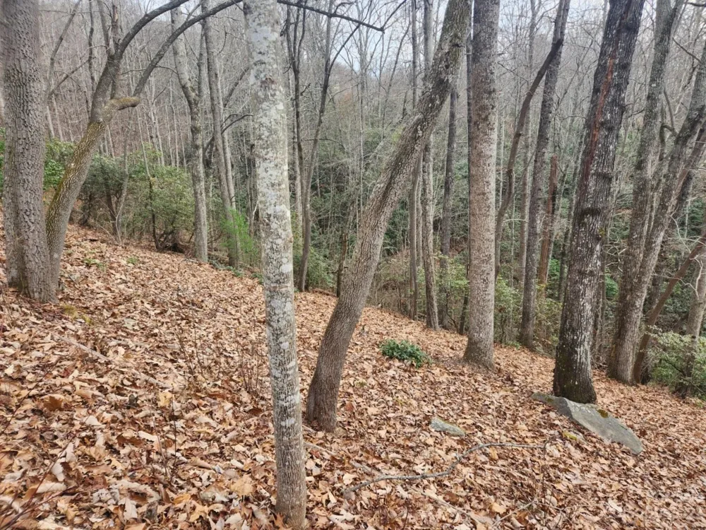 145 Ivywood Lane #10 Laurel Park, NC 28739