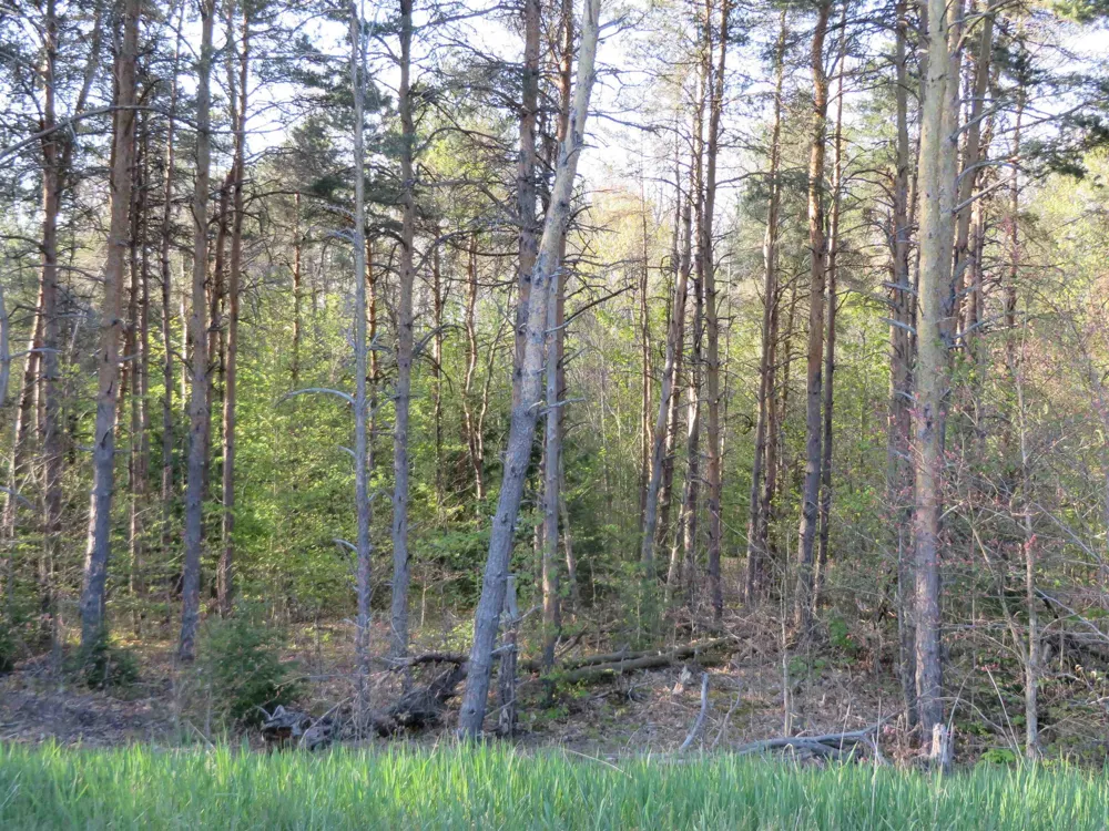 4167 Maple Hill Road Blair Township, MI 49637