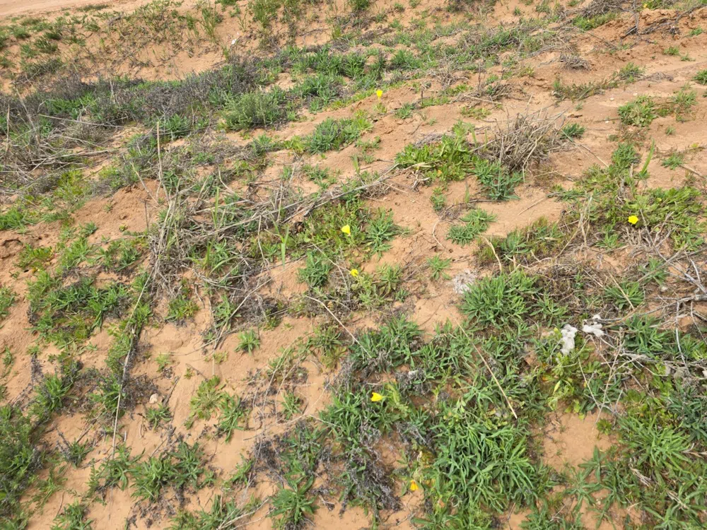 County Road 24 Post, TX 79356