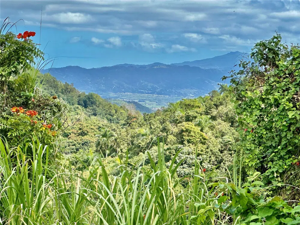 ROAD 785 KM.HM 4 BARRIO CAGUITAS Aguas Buenas, PR 00703