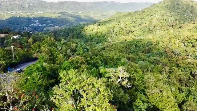 ROAD 785 KM.HM 4 BARRIO CAGUITAS Aguas Buenas, PR 00703