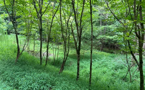 Lot 12 The Preserve At Beach Mountain
