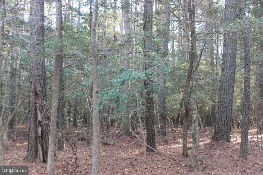 2033 MAYFLOWER DRIVE Greenbackville, VA 23356