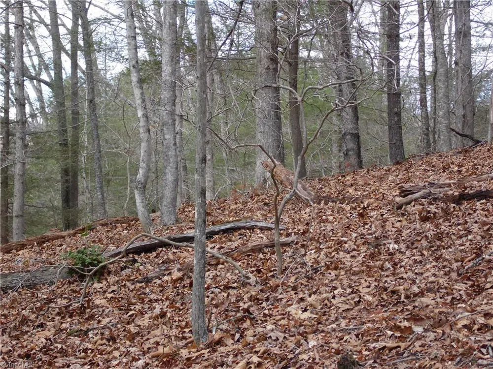 TBD Happy Woods Road Grassy Creek, NC 28631