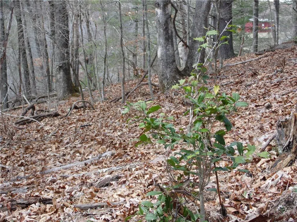 TBD Happy Woods Road Grassy Creek, NC 28631