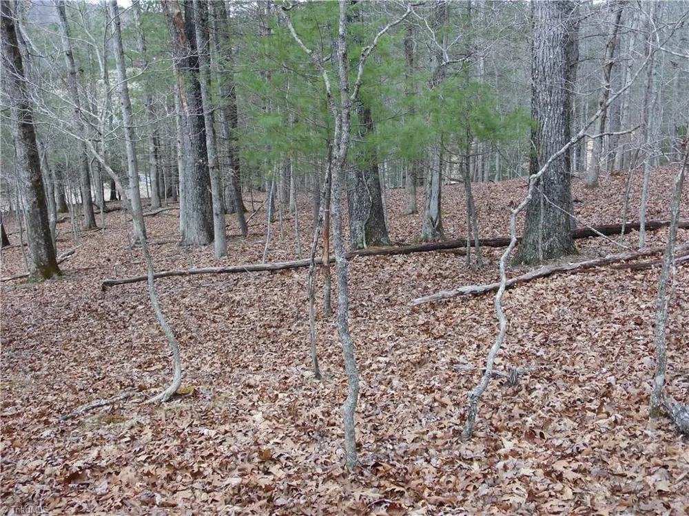 TBD Happy Woods Road Grassy Creek, NC 28631